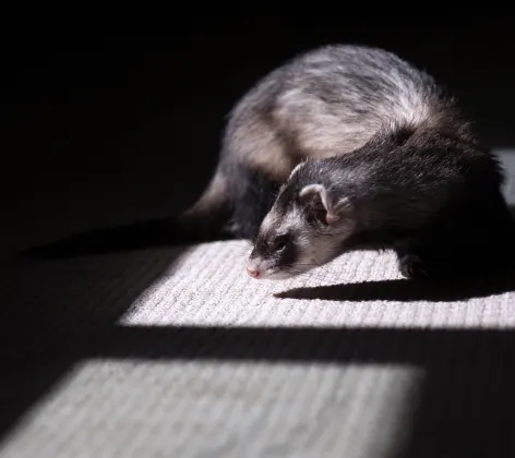 Ferret in home in the shadows